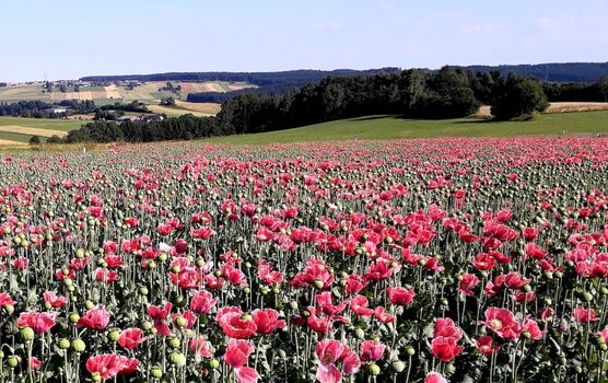 Mohnfelder, im Hintergrund das Ferienhaus