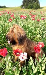 Gemütliches Ferienhaus: weite  Aussicht , komplett  eingez� ...
