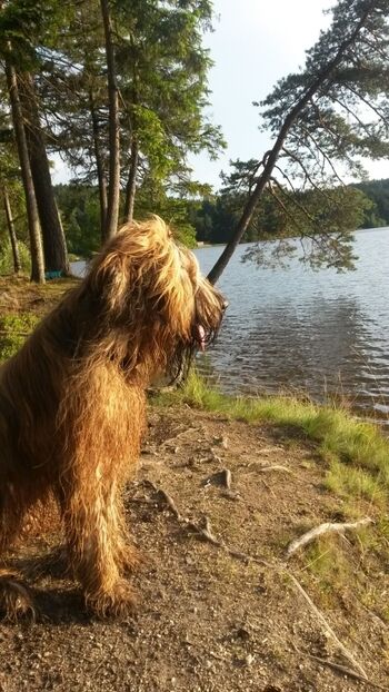 Der Edlesberger Teich im Sommer
