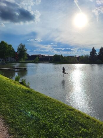 Der Badesee ist nur 1 Minute vom Ferienhaus entfernt!
