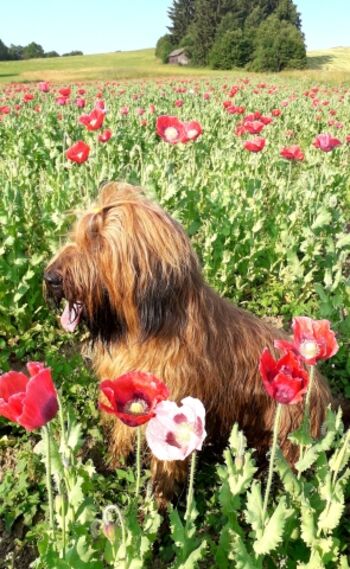 Wandern im Hundeparadies Waldviertel - wohnen im Ferienhaus Ottenschlag