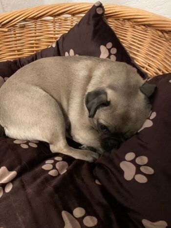 Unsere vierbeinigen Gäste :-)