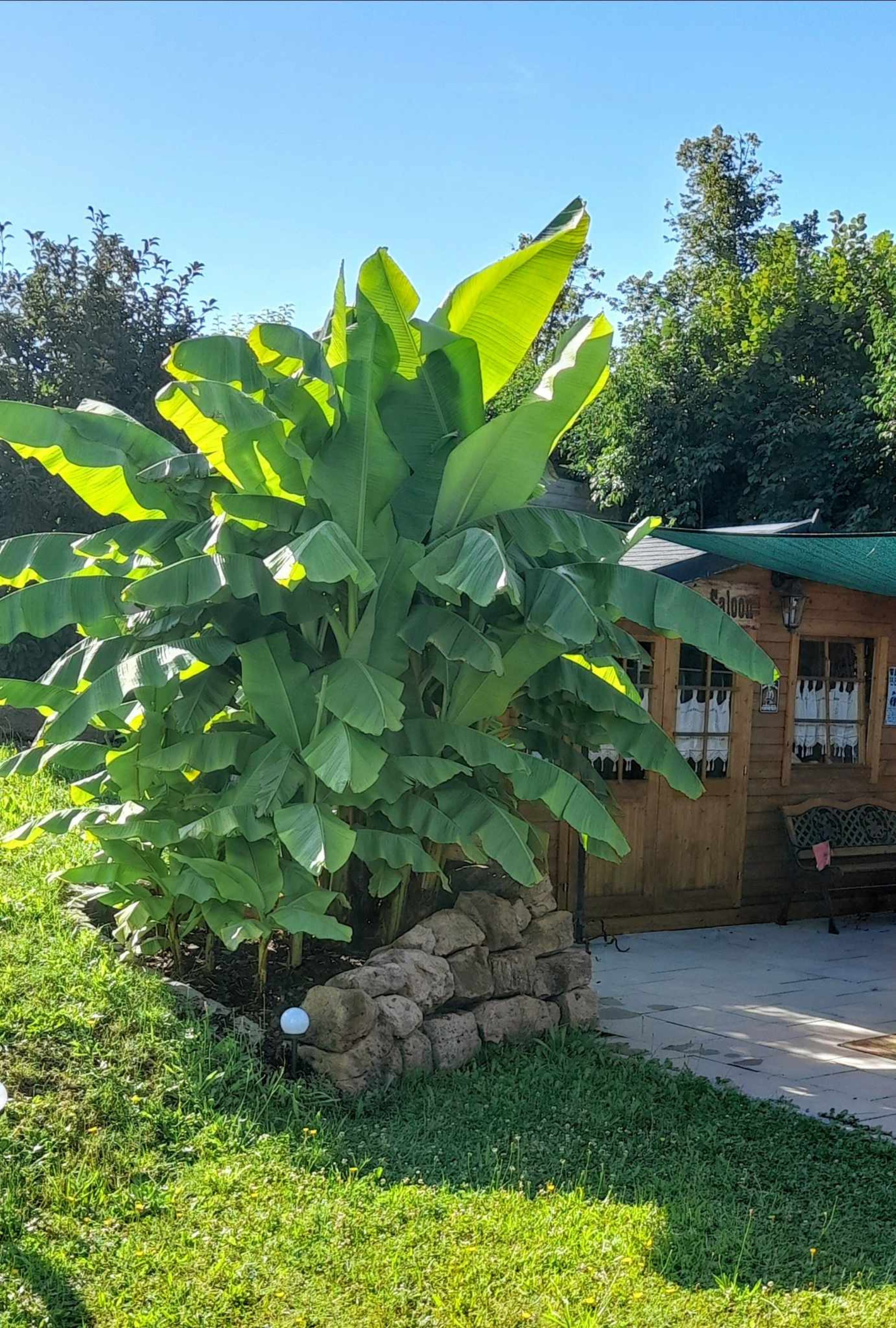 Unsere Bananenstaude