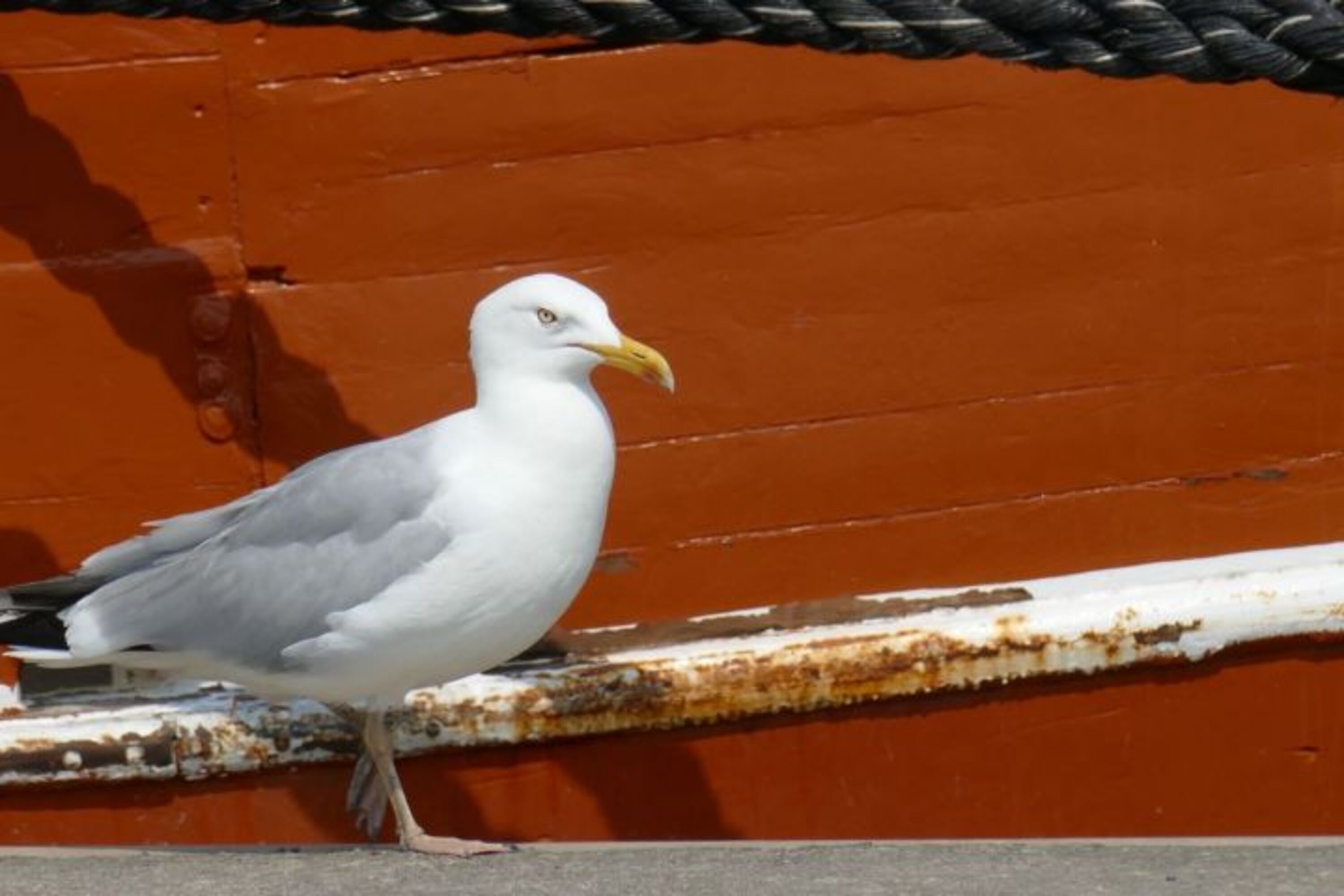 Möwe