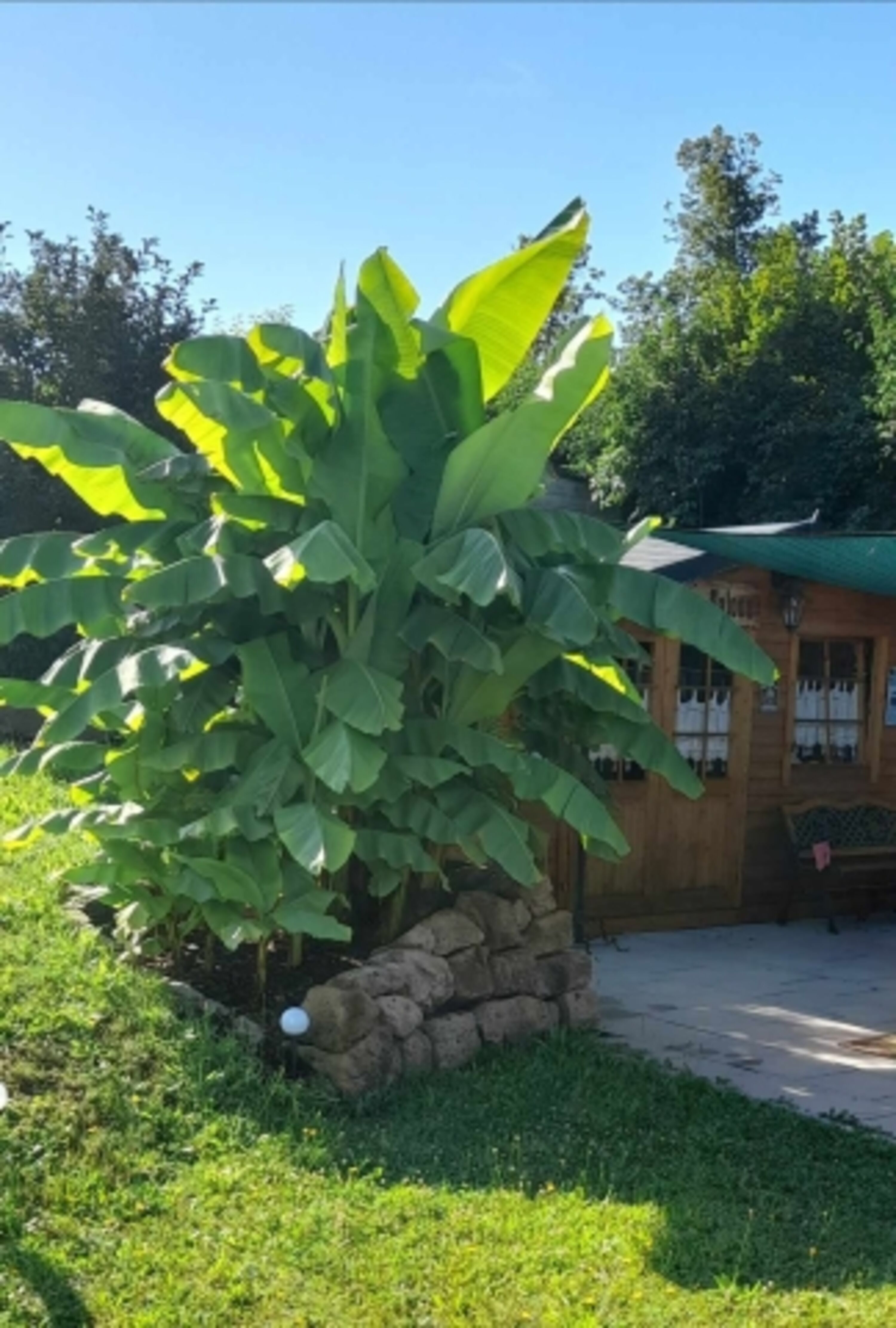 Bananenstaude