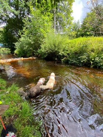 Badestelle für Hunde im Bach