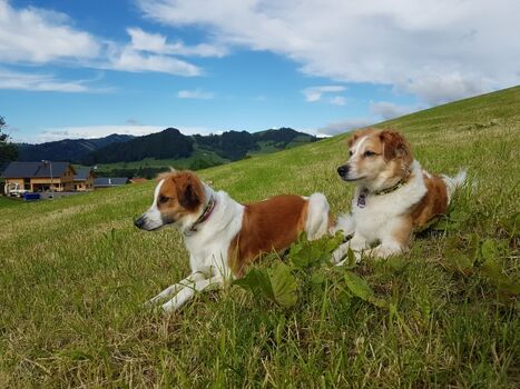 Unsere Hunde in Steibis