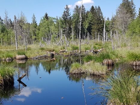 Moorsee bei Immenstadt