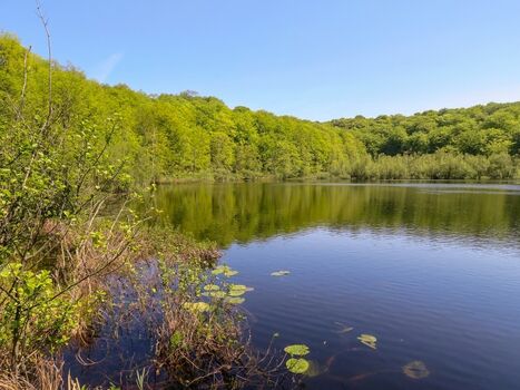 Schwarzer See im Waldgebiet Granitz 