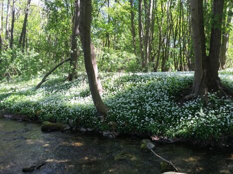 Die Ecker (Grenzfluss) nur 200m entfernt