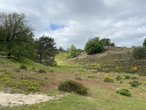 Nationalpark Veluwezoom