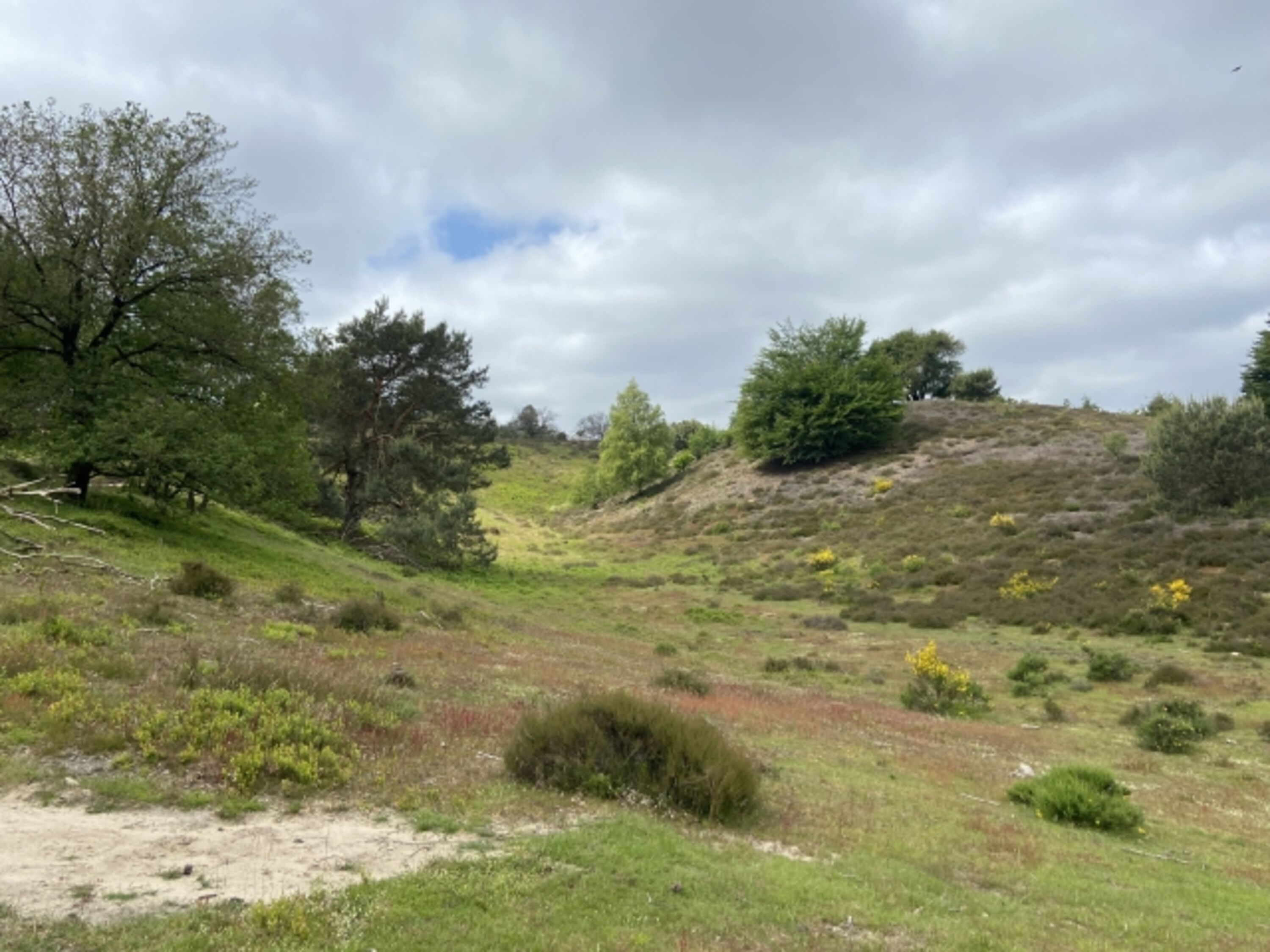 Nationalpark Veluwezoom