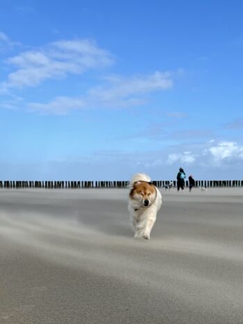 auch er findet es einfach nur gut