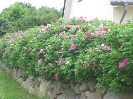 Wildrosenhecke auf Steinwall (typische Einfriedung)