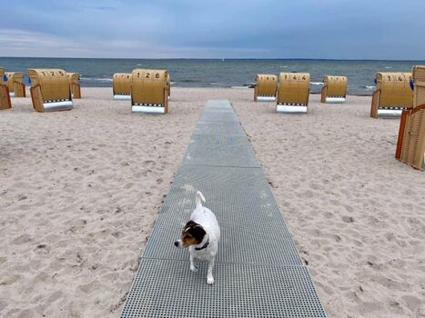 Hundestrand 