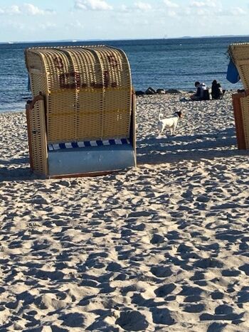 Hundestrand (inklusive Strandkorb am Hundestrand)
