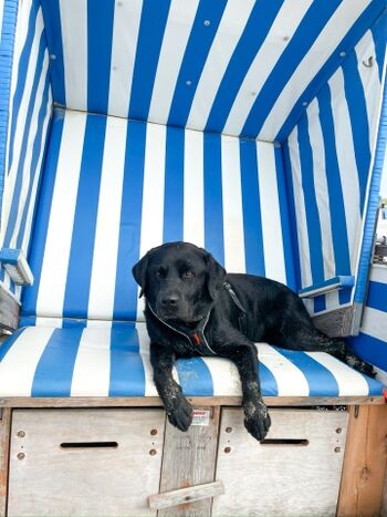 Pause im Strandkorb am Hundestrand 