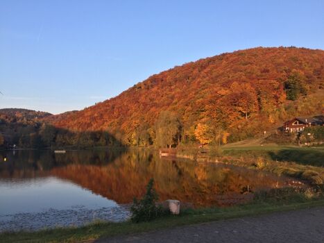 Waldsee im Herbst