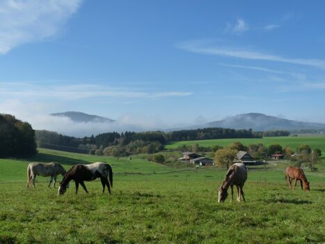 Pferdehaltung Gut Friedenthal