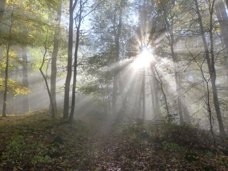 Morgenstimmung im Wald am Gleichberg