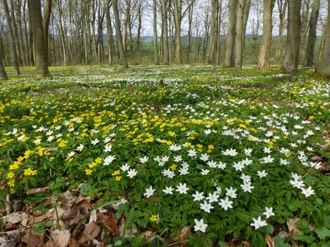 Frühling am Gleichberg