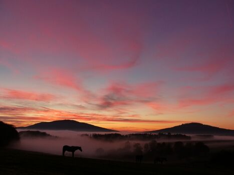 Herbstnebel auf Gut Friedenthal