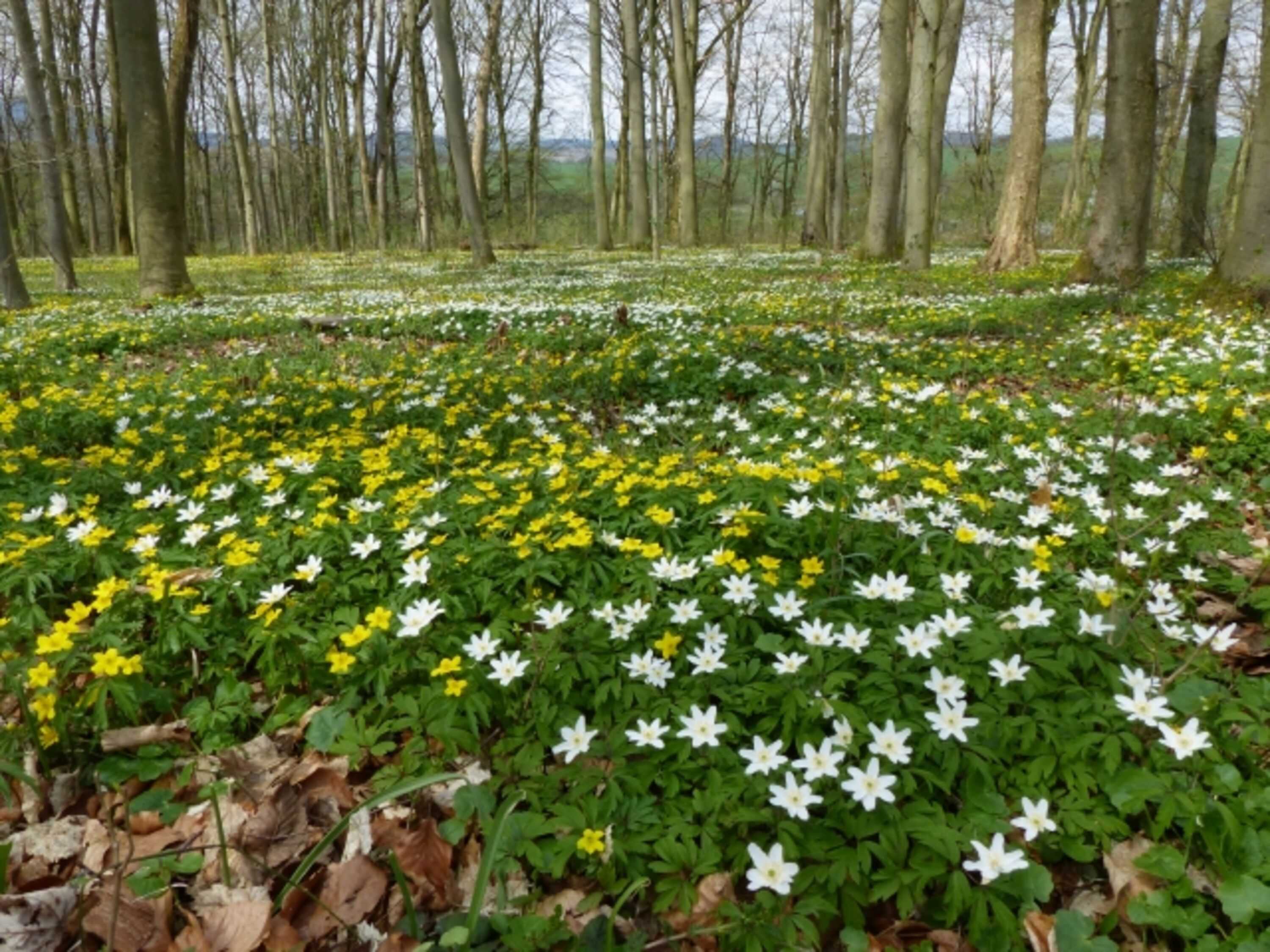 Frühling am Gleichberg