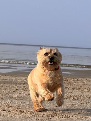 Spaß für unsere Fellnasen