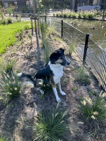 Toller Garten mit Zaun  