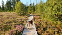 erholsamen Hundeurlaub im Harz / Goslar  4 Sterne Wohnung