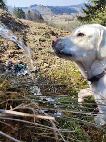 Erfrischende Bachläufe für unseren Liebling