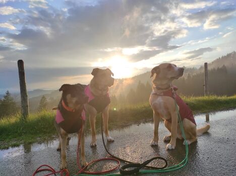 Einfach schön hier im Allgäu