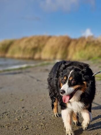 Lucky Sandbank nahe Badesee Greetsiel