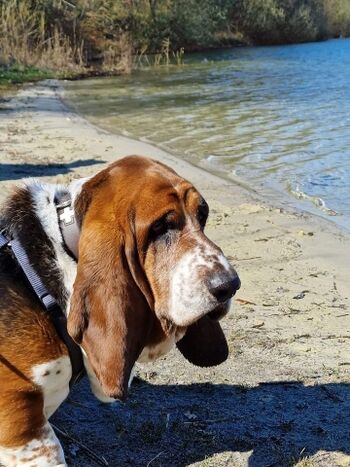 Hemry Berumbur Badesee mit  Hundestrand