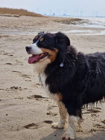 Lucky Naturstrand an der Knock Emden