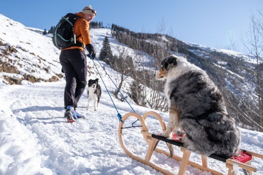 Schlitten fahren mit Hunden