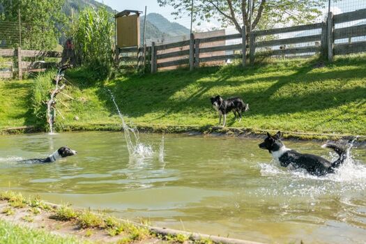 Hundespass im DogCenter