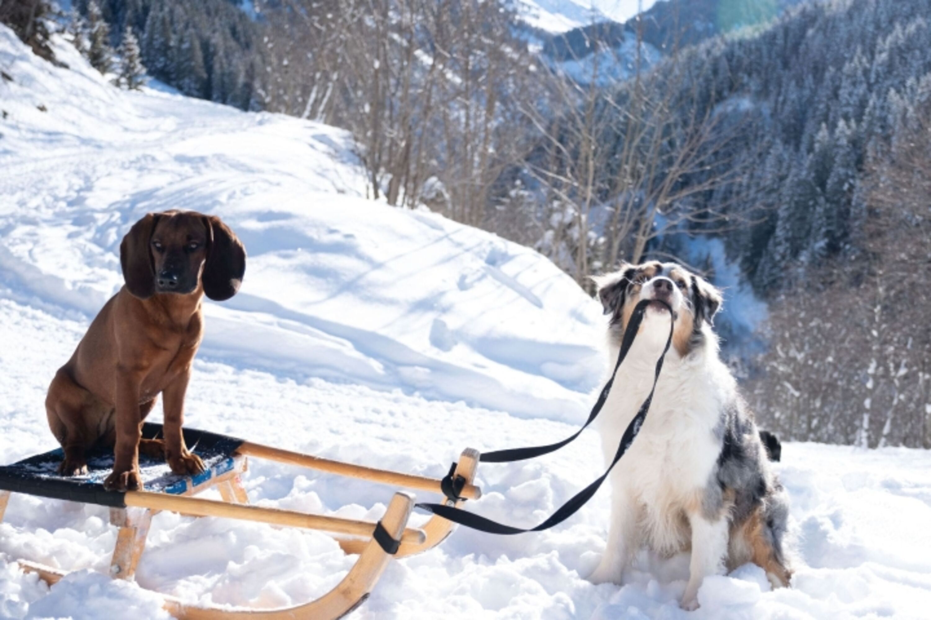 Winterspass