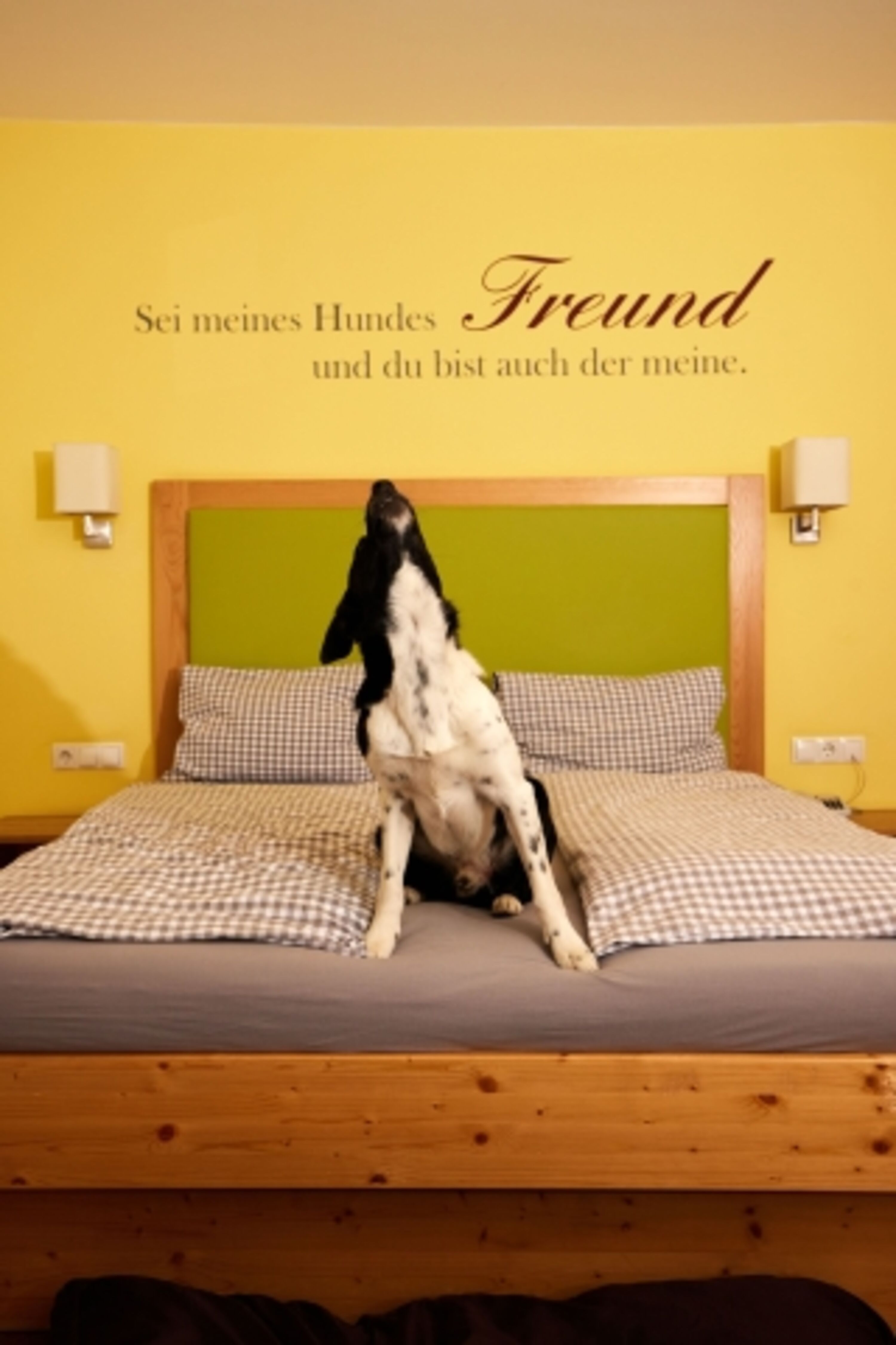 Hundeglück