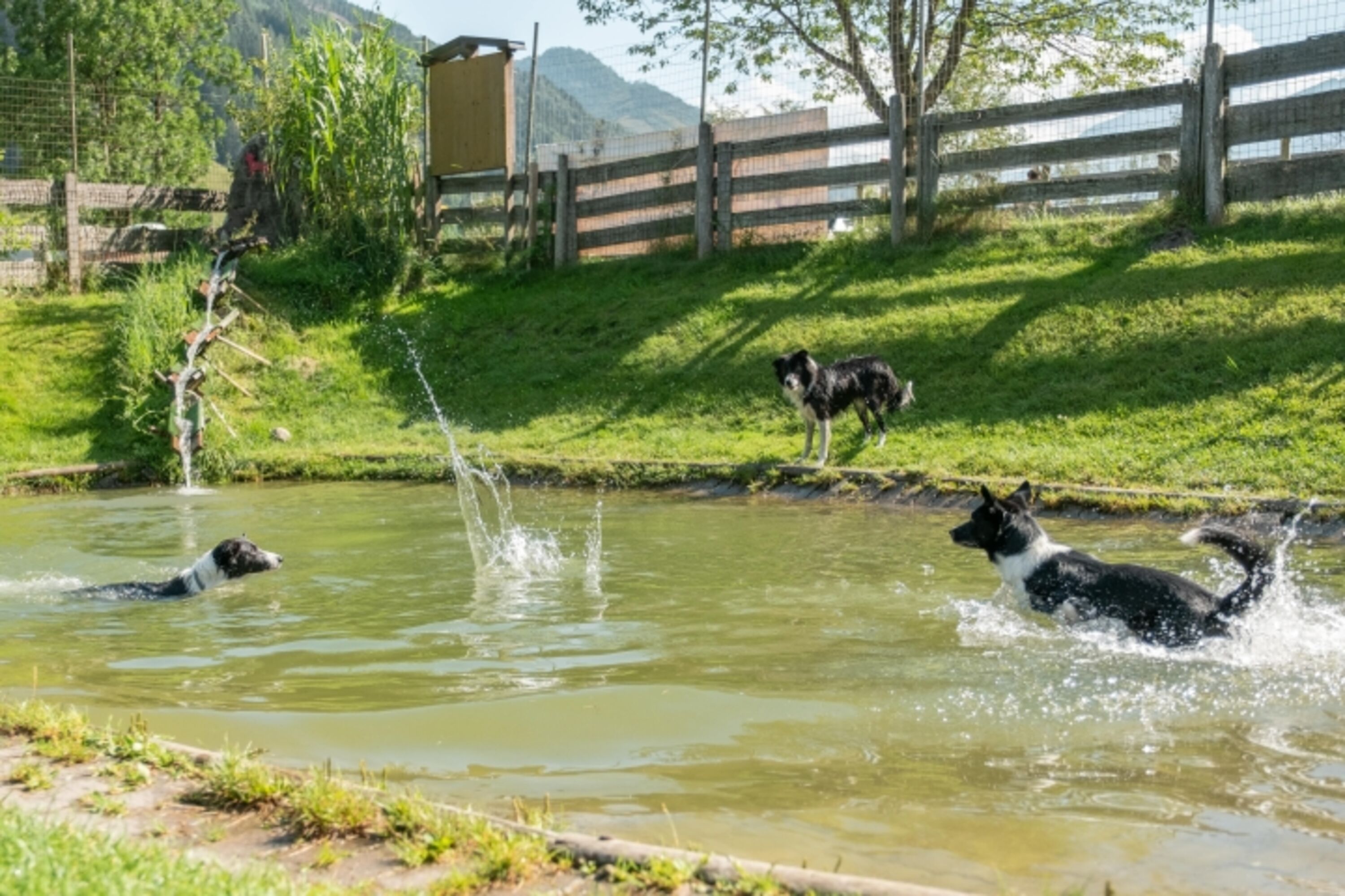 Hundespass im DogCenter
