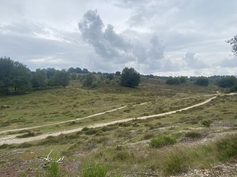 Nationalpark de Hoge Veluwe