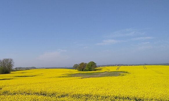 Rapsblüte in der Umgebung