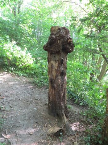 auf dem nahe gelegenen Hundespazierweg