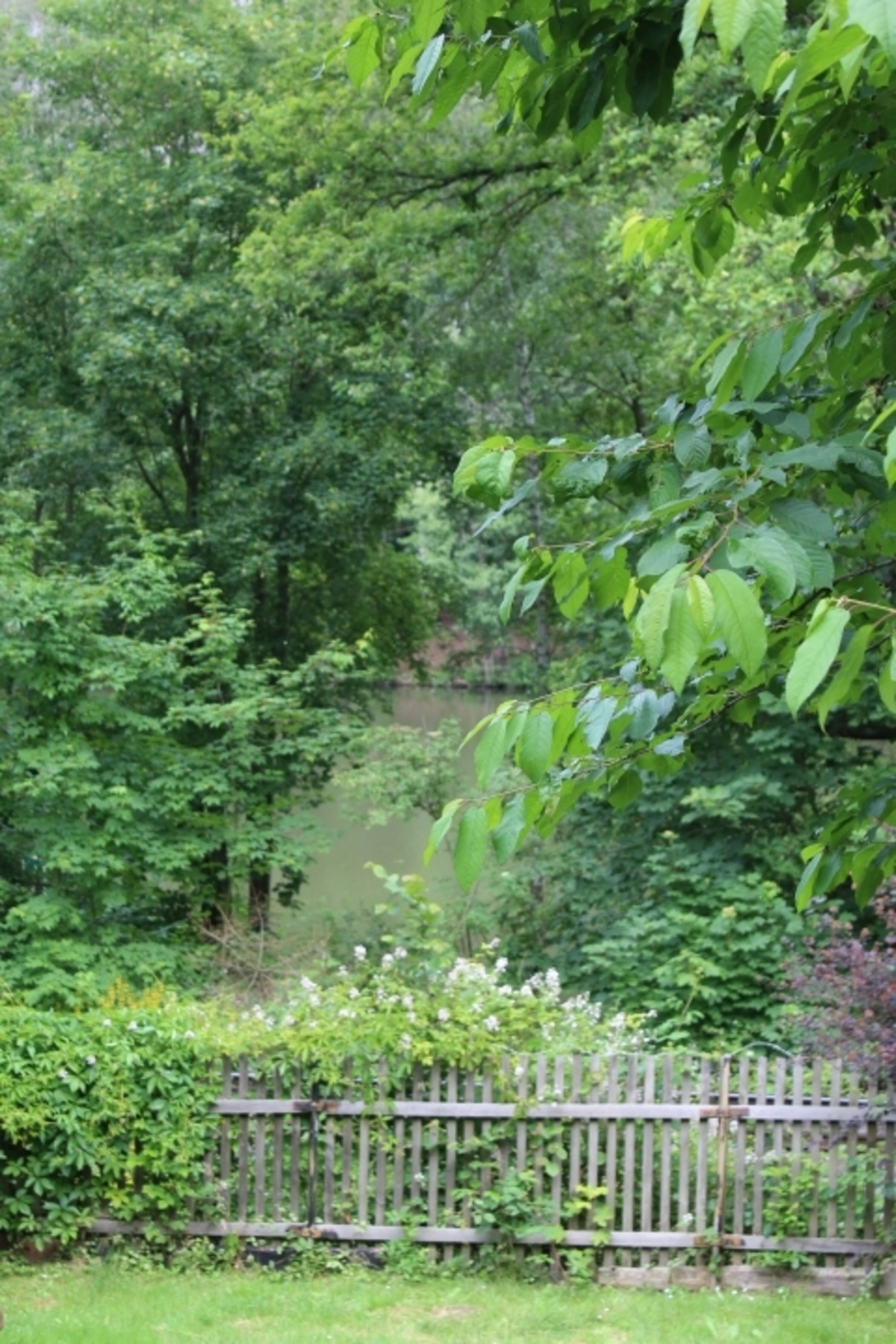 Hier lugt der Osterteich durch die hohen Bäume vom unteren Garten aus gesehen