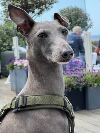 Hund genießt seinen Urlaub