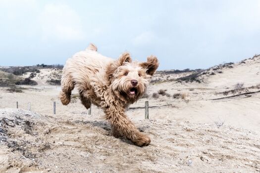 Hund spielt am Strand