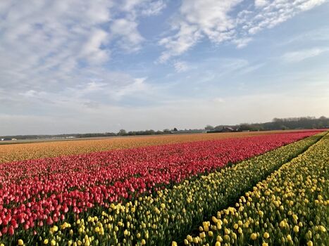 Swiebelfeldern vor dem Bungalowpark Puik en Duin