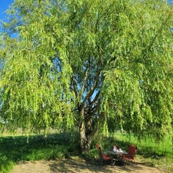 Sitzecke mit "Sonnenschirmweide" ;0)