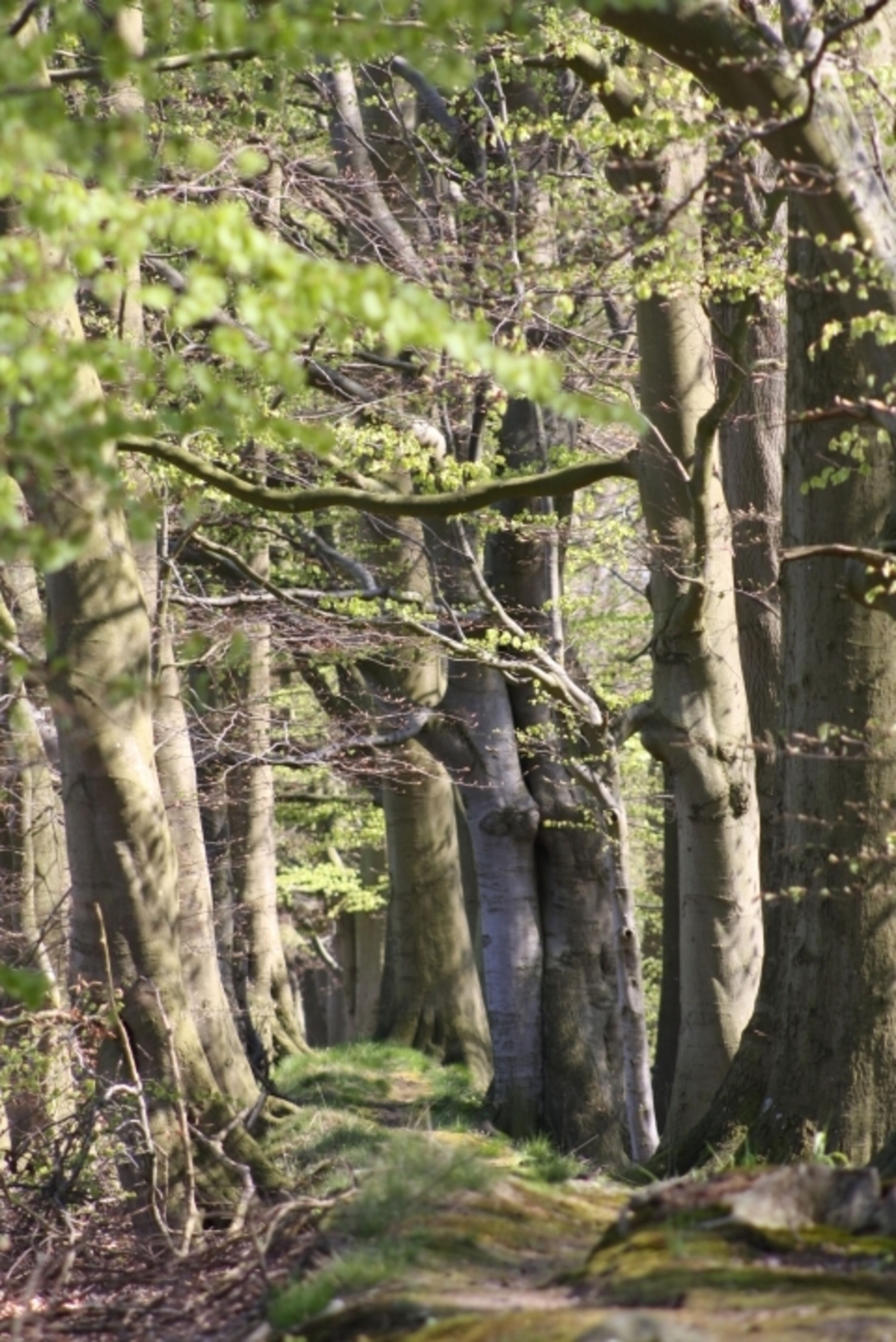 Wald/Kühlung