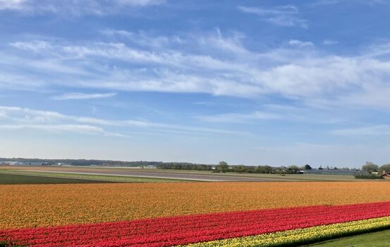 Blumenfelder vor Puik en Duin